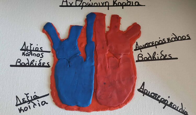 Η ανθρώπινη καρδιά στα χέρια των μαθητών της Στ’ Δημοτικού