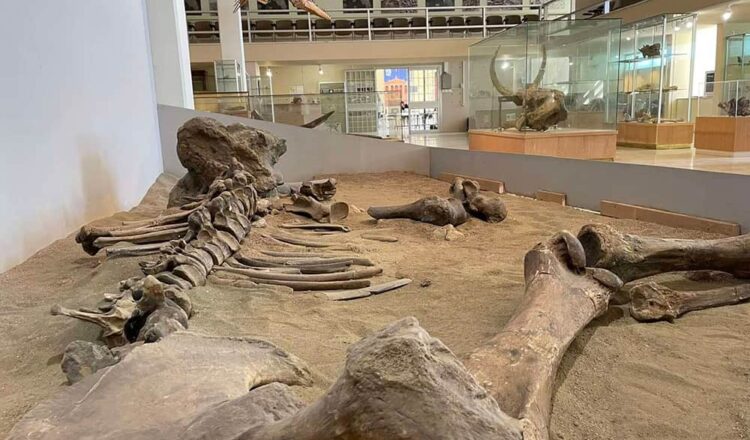 «Οι μικροί ανασκαφείς» της Δ΄ Δημοτικού στο Μουσείο Παλαιοντολογίας και Γεωλογίας