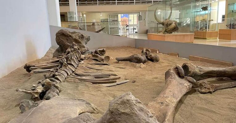 «Οι μικροί ανασκαφείς» της Δ΄ Δημοτικού στο Μουσείο Παλαιοντολογίας και Γεωλογίας